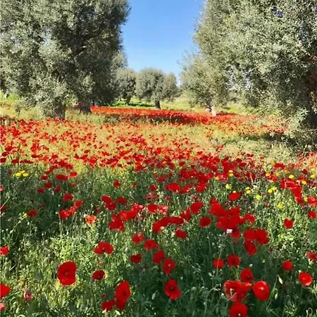 Trulli Francesca Ciclovia Locorotondo